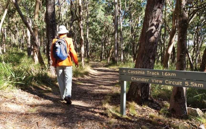 Cassinia Walking Track, Hillgrove, NSW