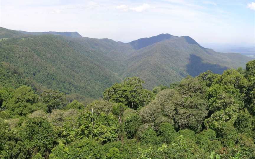 Dorrigo National Park, Dorrigo Mountain, NSW