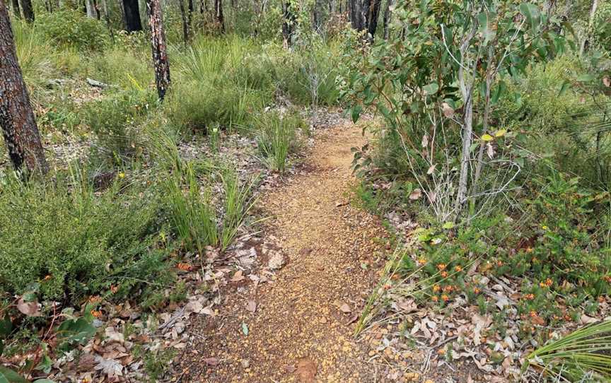 Forest Path, Royal National Park, NSW