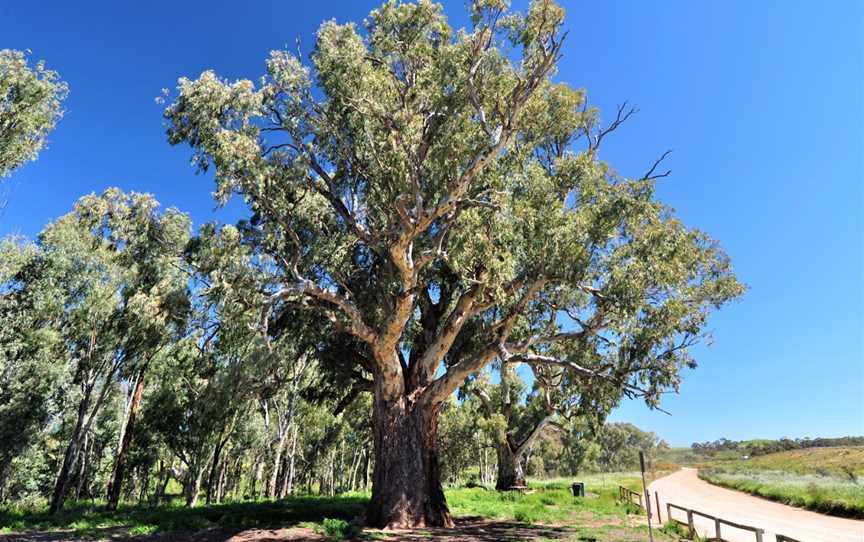Giant Red Gum Tree, Orroroo, SA
