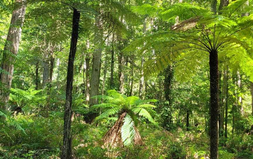 Goodenia Rainforest picnic area, South Wolumla, NSW