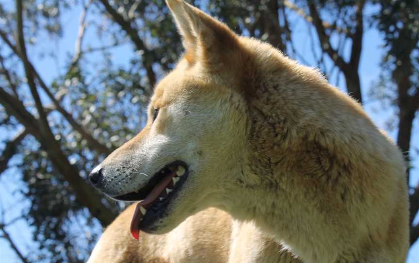 Great Ocean Road Wildlife Park, Gellibrand Lower, VIC