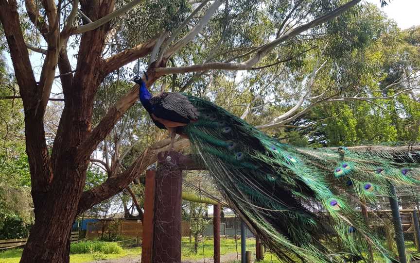 Great Ocean Road Wildlife Park, Gellibrand Lower, VIC