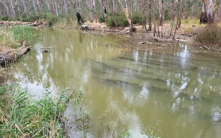 Gulpa Creek Walk, Mathoura, NSW
