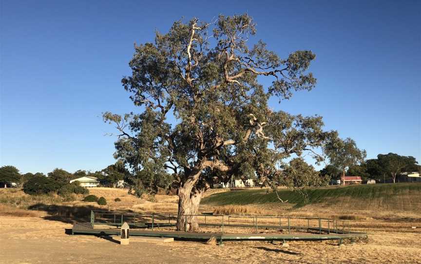 Historic Coolabah Tree, Hughenden, QLD