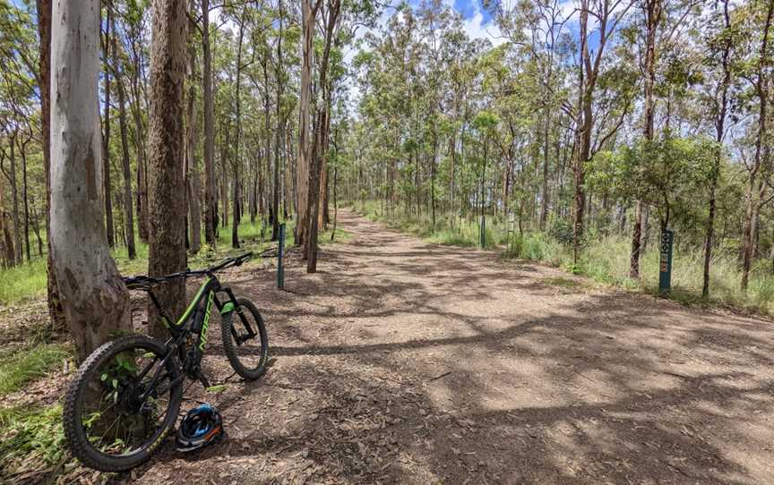 Ironbark Gully, Ferny Hills, QLD