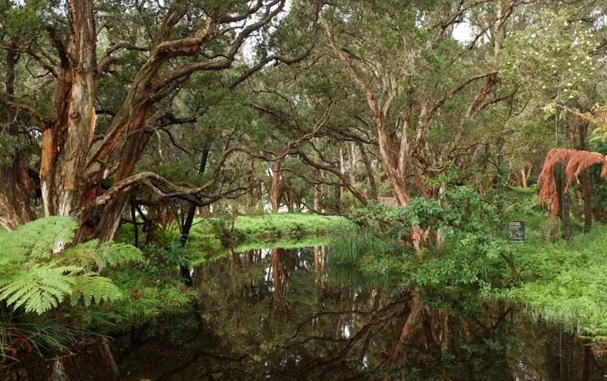 Lachlan Swamp, Centennial Park, NSW