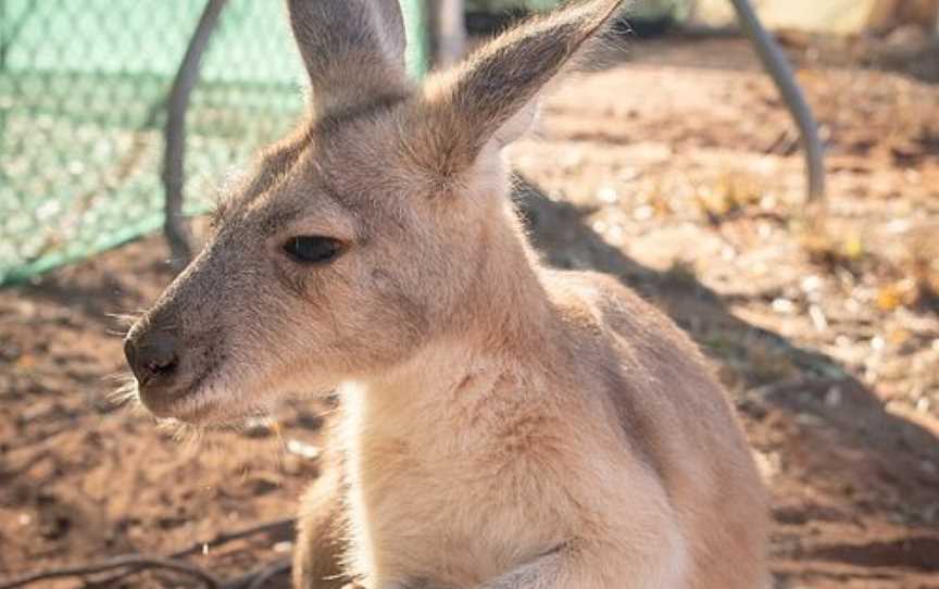 Lisa’s Kangaroo Retreat, Port Hedland, WA