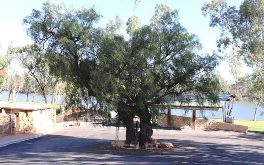 Loxton's Pepper Tree, Loxton, SA