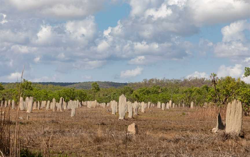 Magnetic Termite Mounds, Litchfield Park, NT