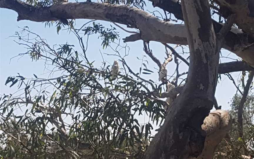 Malkumba-Coongie Lakes National Park, Innamincka, SA