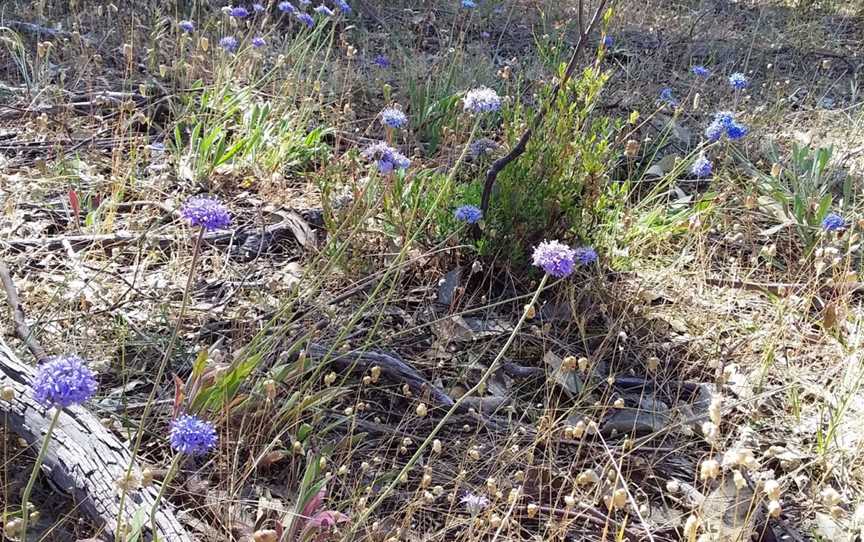 Mangalore Flora, Mangalore, VIC