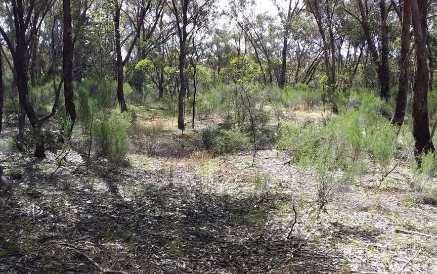 Mangalore Flora, Mangalore, VIC