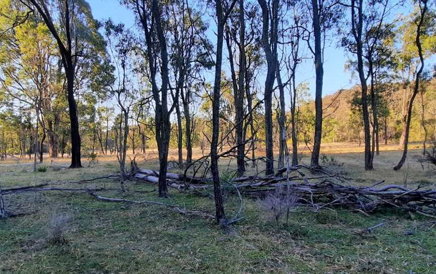 Moolarben picnic area, Munghorn, NSW