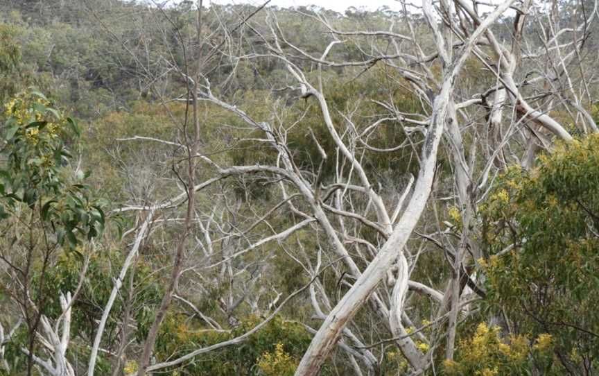 Mt Crawford Forest Reserve, Mount Crawford, SA