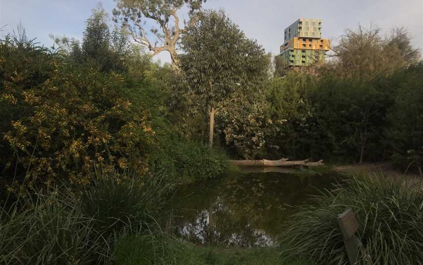 Ngargee Tree, St Kilda, VIC