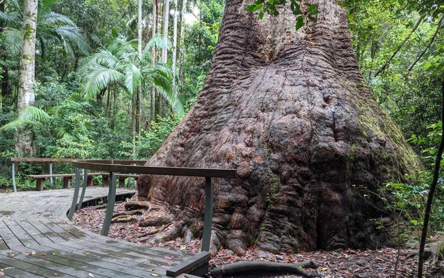 Old Bottlebutt, Herons Creek, NSW