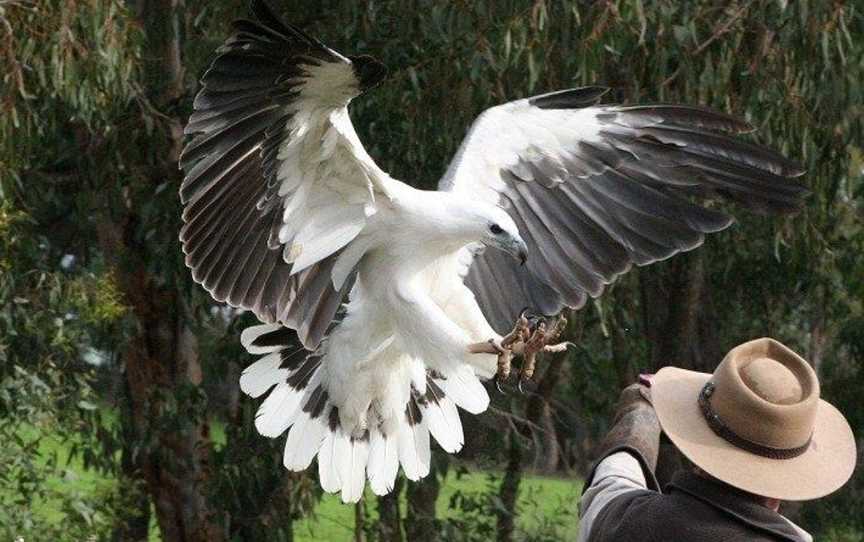 Raptor Domain, Seal Bay, SA