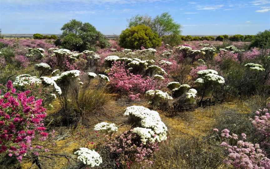 Reynoldson's Flora Reserve, Kondut, WA