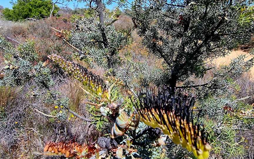 Reynoldson's Flora Reserve, Kondut, WA