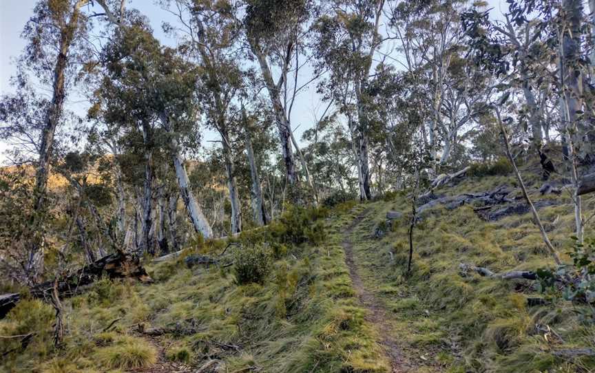 Sawpit Walking Track, Jindabyne, NSW