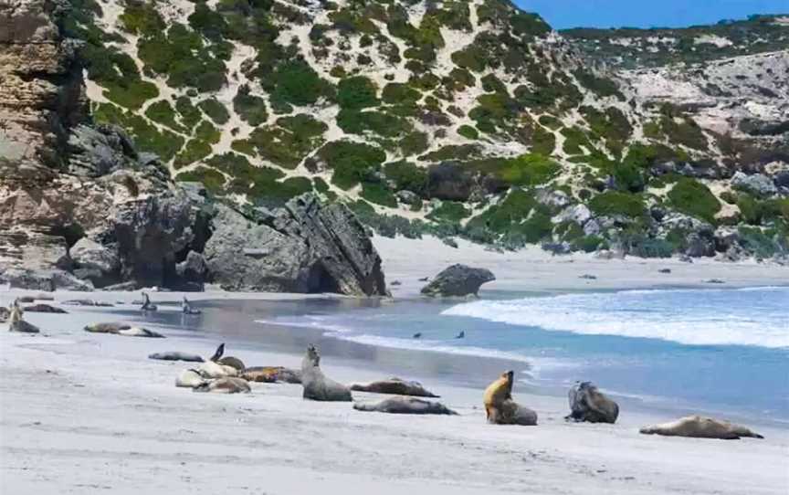 Seal Bay, Seal Bay, SA