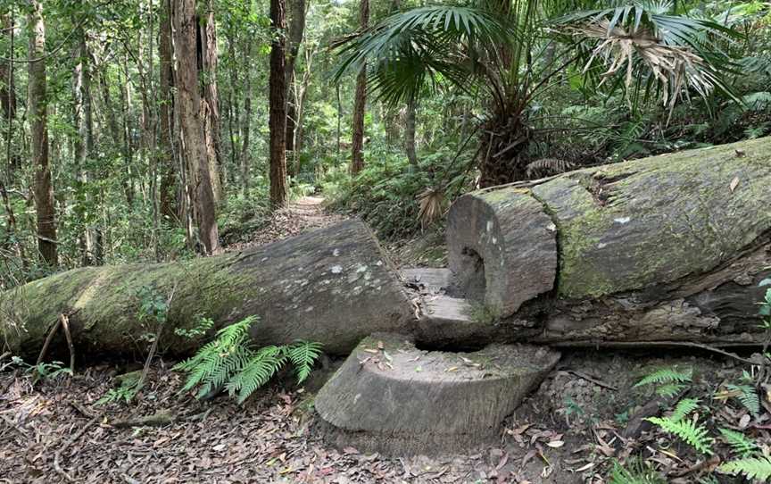 Strickland State Forest, Somersby, NSW