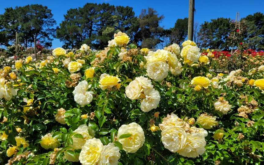 Victoria State Rose Garden at Werribee Park, Werribee South, VIC