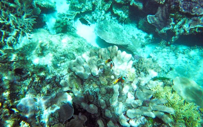 Wheeler Reef Dive Site, Railway Estate, QLD