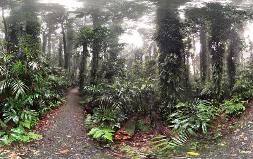 Wonga Walk, Dorrigo Mountain, NSW