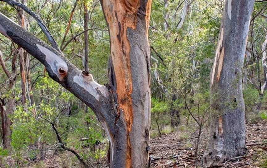 Badgerys Spur Walking Track, Tallong, NSW