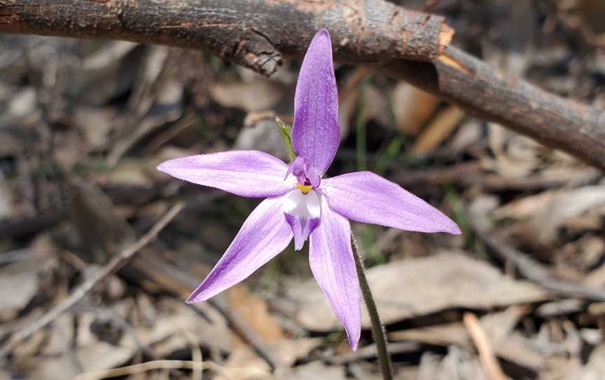 Scott Creek Conservation Park, Dorset Vale, SA