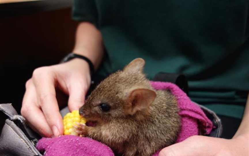 A little woylie being cared for at Kanyana Wildlife Rehabilitation Centre