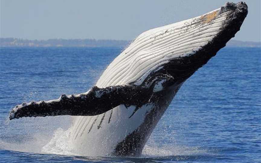 Albany Whale Tours, Tours in Albany-town