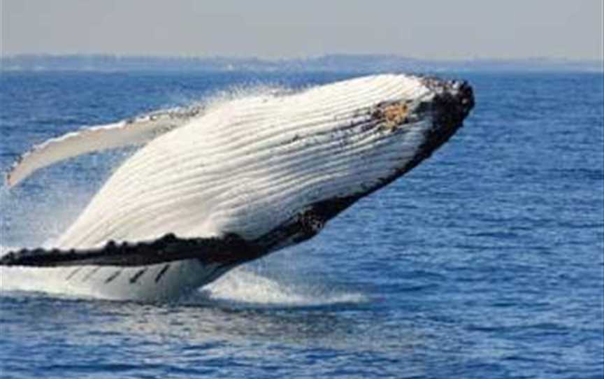 whalewatchingperth.com