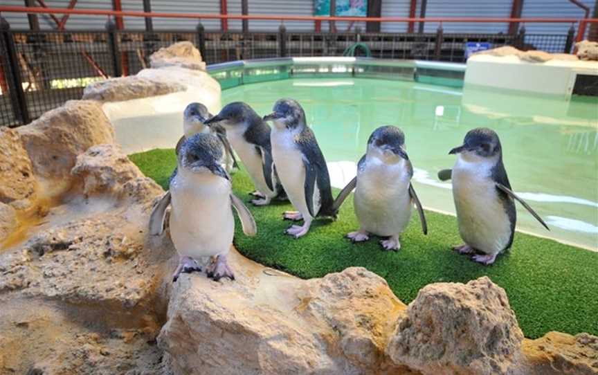 Penguin & Seal Island Cruises, Tours in Shoalwater