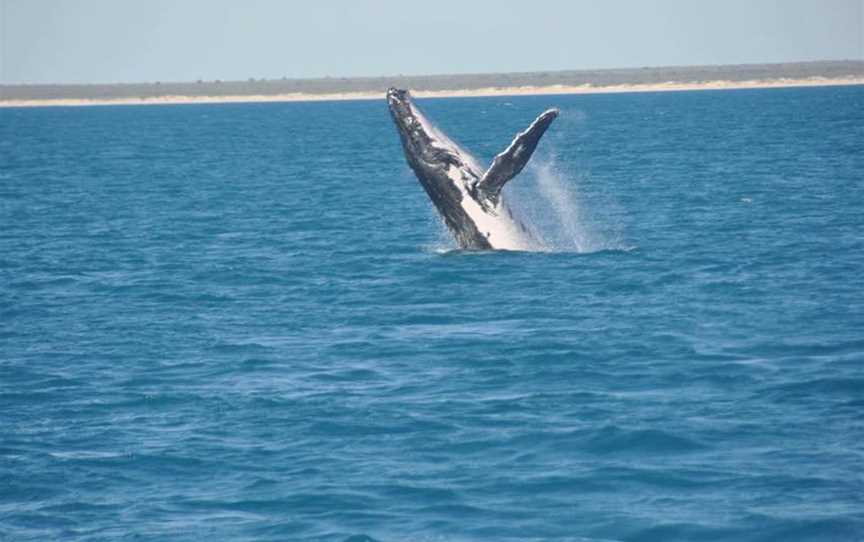 Broome Whale Watching, Tours in Broome - Suburb