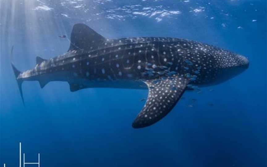 Ningaloo Whaleshark-N-Dive, Tours in EXMOUTH