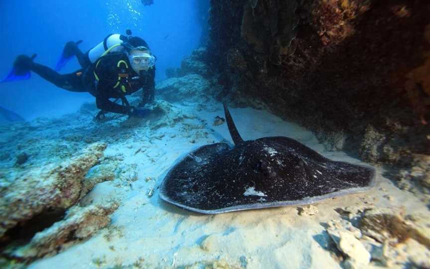 Shark Bay Dive & Marine Safaris, Tours in Shark Bay