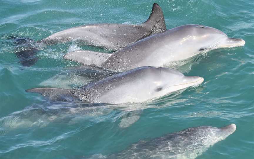 Mandurah Cruises- Dolphin Island Adventures, Tours in Mandurah - Town