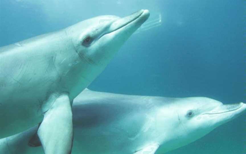 Swim with Wild Dolphins-Rockingham Wild Encounters, Tours in Shoalwater