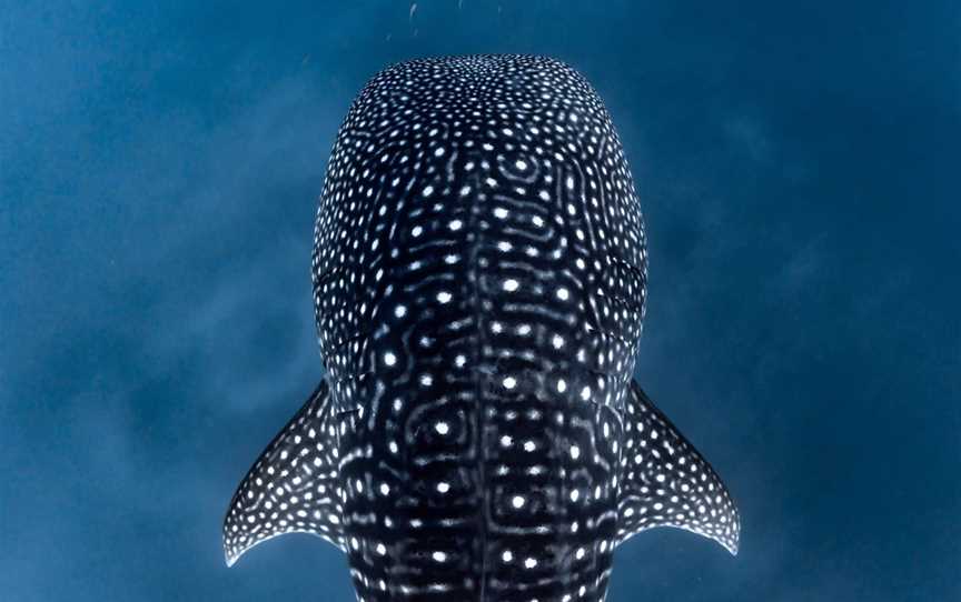 Three Islands Whale Shark Dive, Tours in Exmouth
