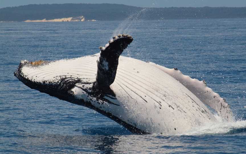 Freedom Whale Watch, Urangan, QLD