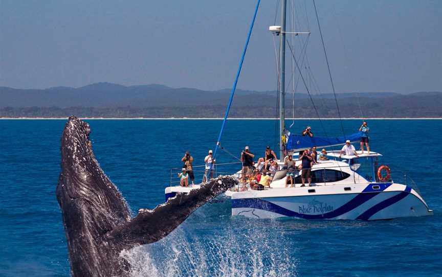 Blue Dolphin Marine Tours, Urangan, QLD