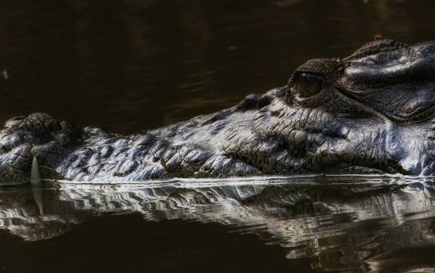 Solar Whisper Wildlife and Crocodile Cruises on the Daintree river, Daintree, QLD