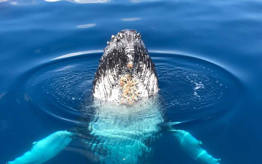 Tasman Venture - Day Tours, Hervey Bay, QLD