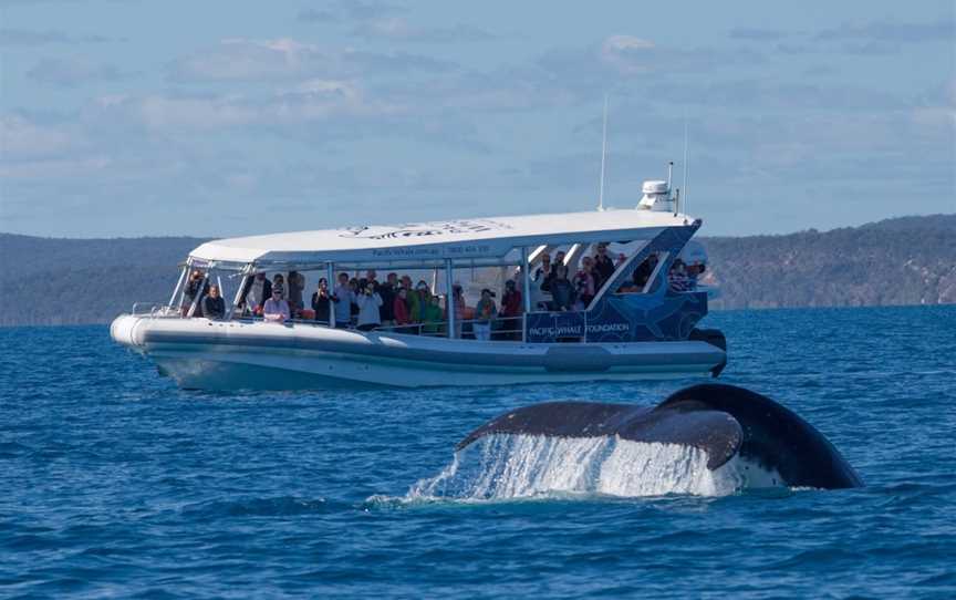 Pacific Whale Foundation Australia, Urangan, QLD