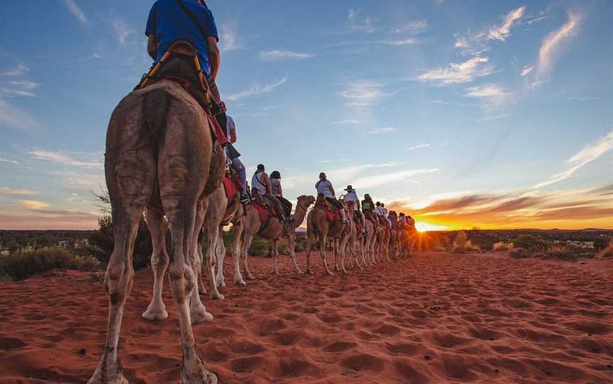 Uluru Camel Tours, Yulara, NT
