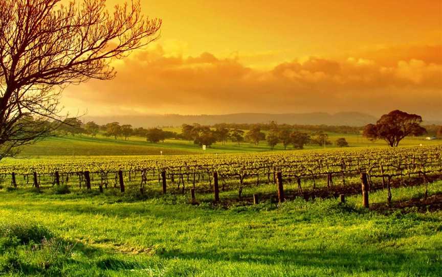 Yarra Valley Winery Tours, Lilydale, VIC