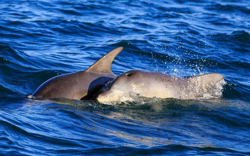 Dolphin Watch Cruises, Huskisson, NSW